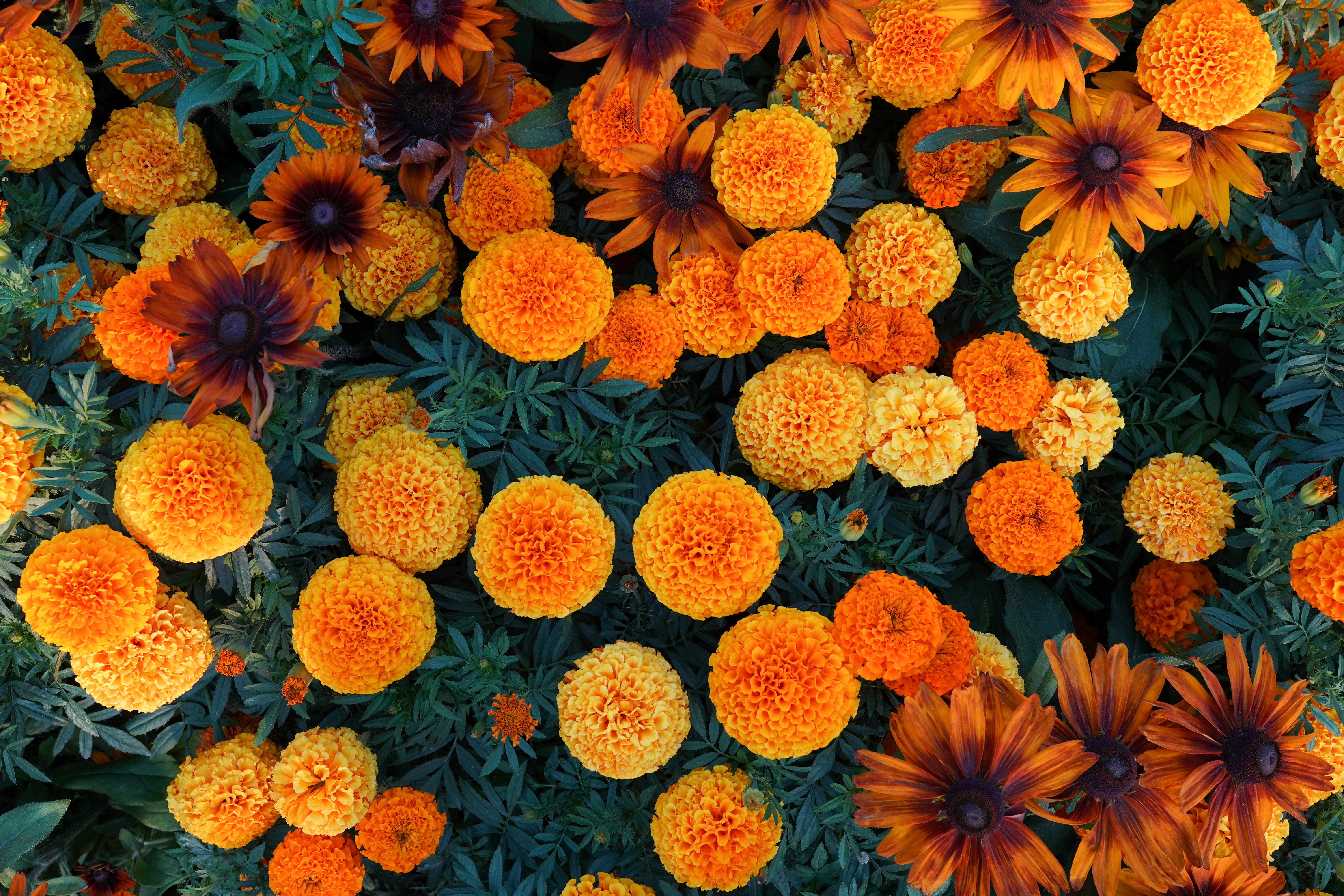 Flowers offering preview for Kashi Vishwanath Temple